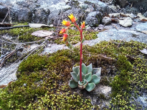 Echeveria schaffneri