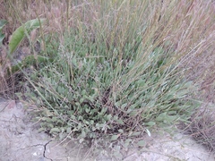 Atriplex verrucifera