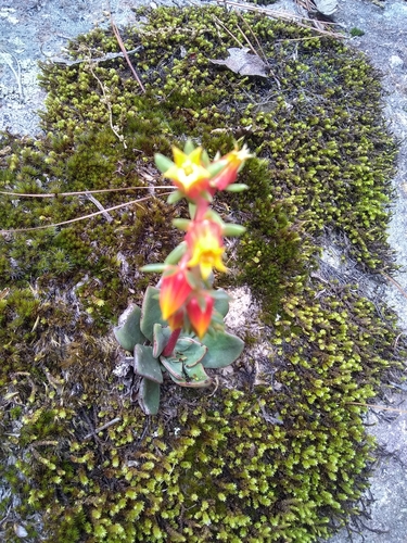 Echeveria schaffneri