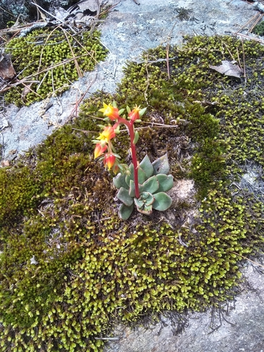 Echeveria schaffneri