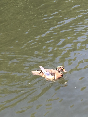 photo of Wood Duck (Aix sponsa)