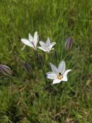Triteleia peduncularis