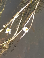 Ranunculus fluitans