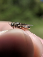 Odontomyia pubescens