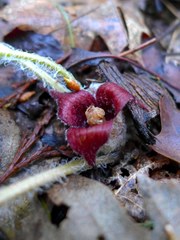 Asarum hartwegii