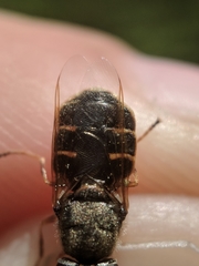 Odontomyia pubescens