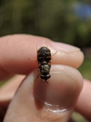 Odontomyia pubescens