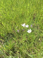 Triteleia peduncularis