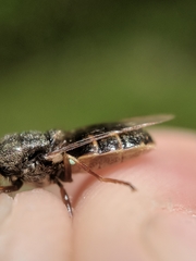 Odontomyia pubescens