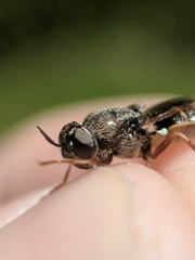 Odontomyia pubescens