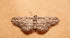 Idaea calunetaria