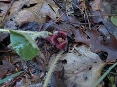 Asarum hartwegii