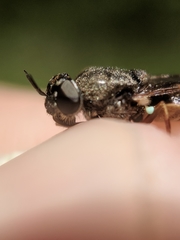 Odontomyia pubescens