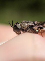 Odontomyia pubescens
