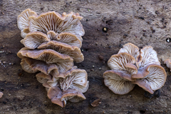 Lentinellus pulvinulus