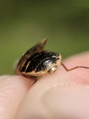 Odontomyia pubescens