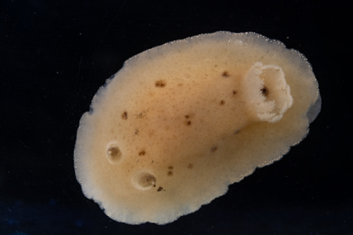 Velvet Dorid