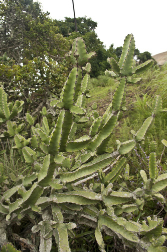 Euphorbia tortilis