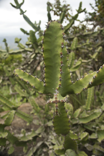 Euphorbia tortilis, photograph 1