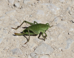 Polysarcus denticauda