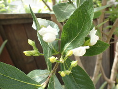 Bowkeria verticillata