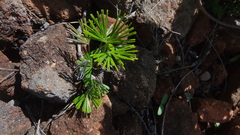 Actiniopteris radiata