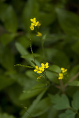 Brassica juncea