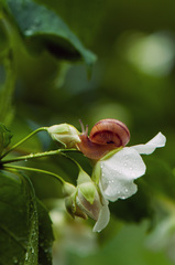 Helix albescens