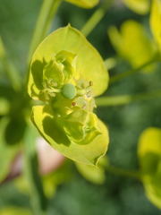 Euphorbia virgata