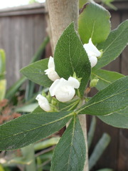 Bowkeria verticillata