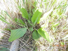 Plantago maxima