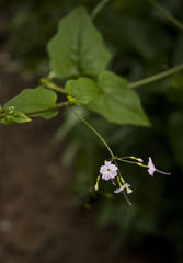Commicarpus chinensis