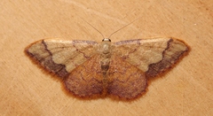 Idaea ostrinaria