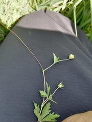 Potentilla flagellaris