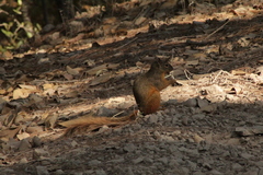Sciurus nayaritensis