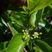 Decalepis hamiltonii - Photo (c) Siddarth Machado,  זכויות יוצרים חלקיות (CC BY), הועלה על ידי Siddarth Machado