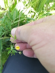 Potentilla flagellaris