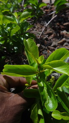 Decalepis hamiltonii