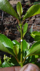 Decalepis hamiltonii