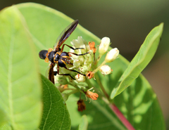 Trichopoda plumipes