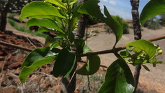 Decalepis hamiltonii