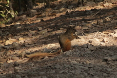 Sciurus nayaritensis