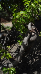 Decalepis hamiltonii