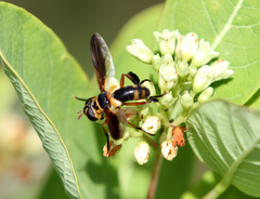 Trichopoda plumipes