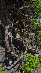 Decalepis hamiltonii