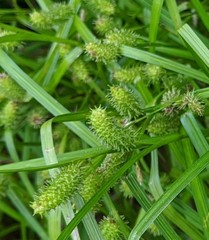Carex frankii