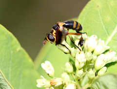 Trichopoda plumipes