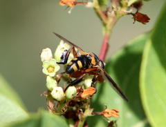 Trichopoda plumipes