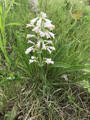 Penstemon pallidus