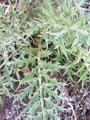 Cynara cardunculus cardunculus